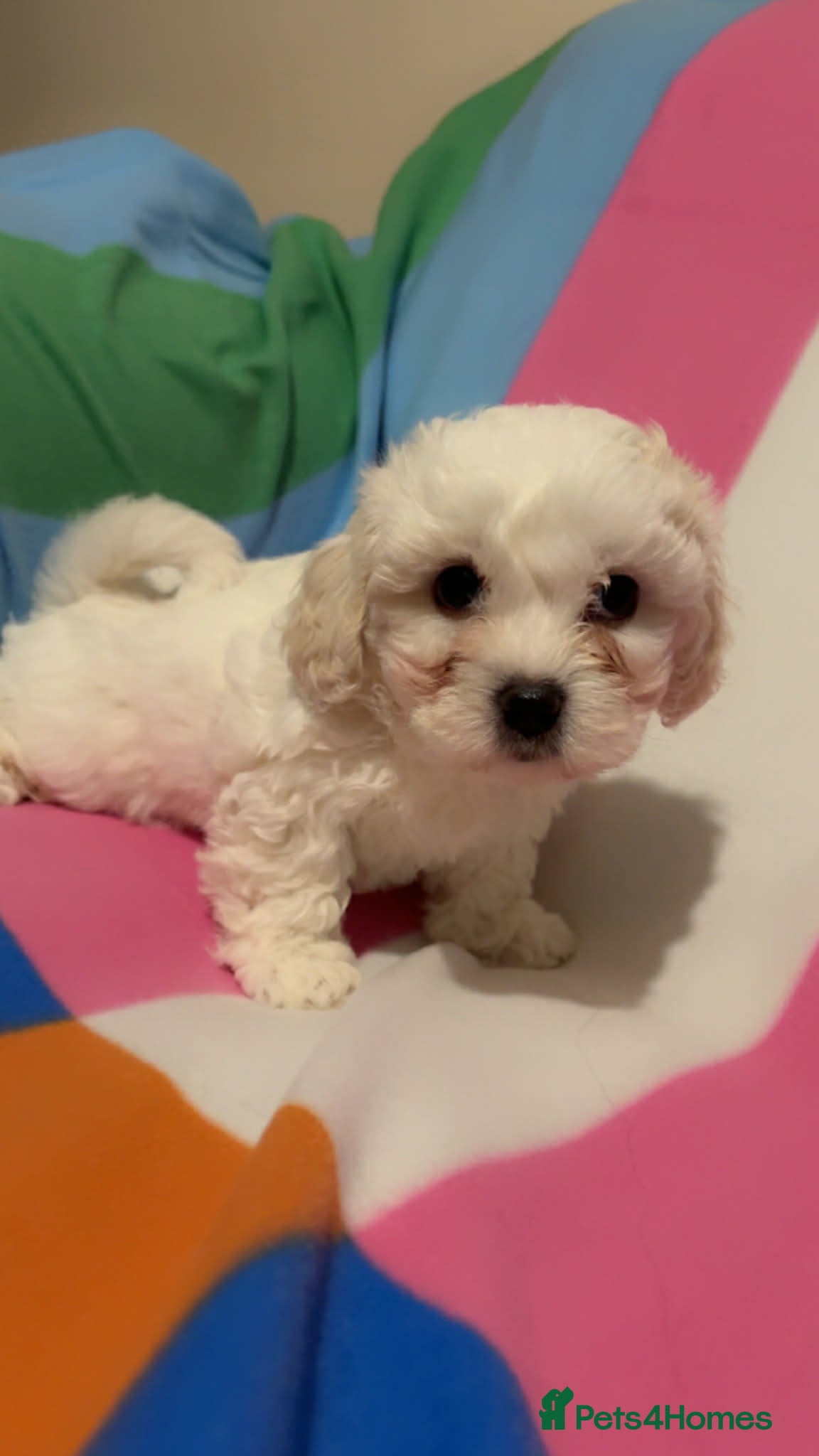 Bichon Frise dogs Adorable Bichon Puppies Looking! 🐾 - Advert 2
