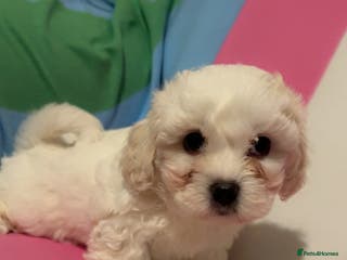 Bichon Frise dogs Adorable Bichon Puppies Looking! 🐾 - Advert 3