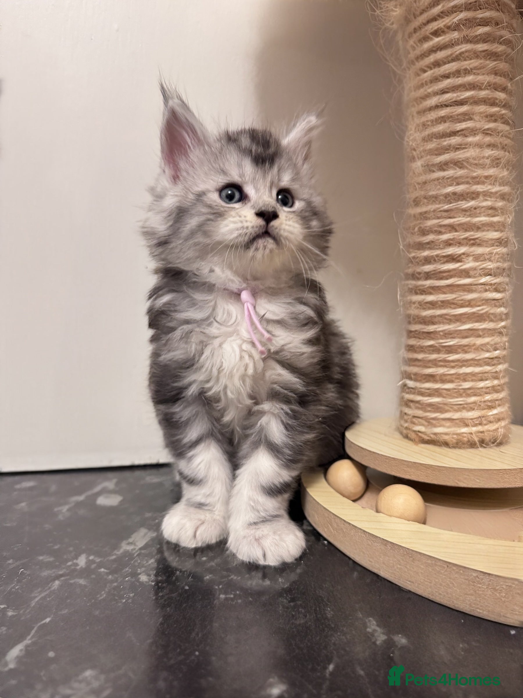 Maine Coon cats 🌟🌟Beautiful Maine Coon kittens🌟🌟 - Advert 1