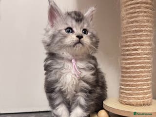 Maine Coon cats 🌟🌟Beautiful Maine Coon kittens🌟🌟 - Advert 2