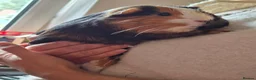 Guinea Pig rodents for sale: 2 guinea pigs  in Kilmacolm - Advert 3