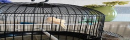 Canaries birds for sale: Lovely Cannary and budgie for sale - Advert 9