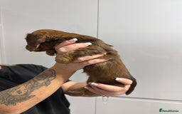 Miniature Dachshund dogs for sale: Beautiful Longhair miniature Dachshund - Image 35