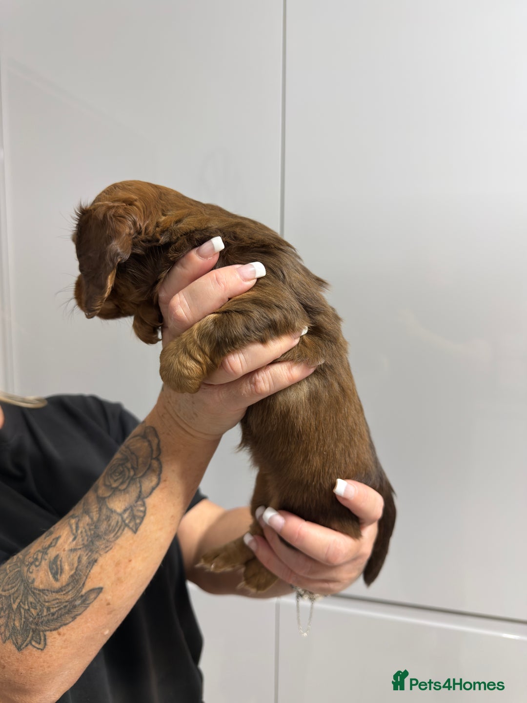 Miniature Dachshund dogs for sale: Beautiful Longhair miniature Dachshund - Image 35