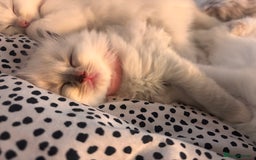 Ragdoll cats for sale: Ragdoll Kittens  - Image 21