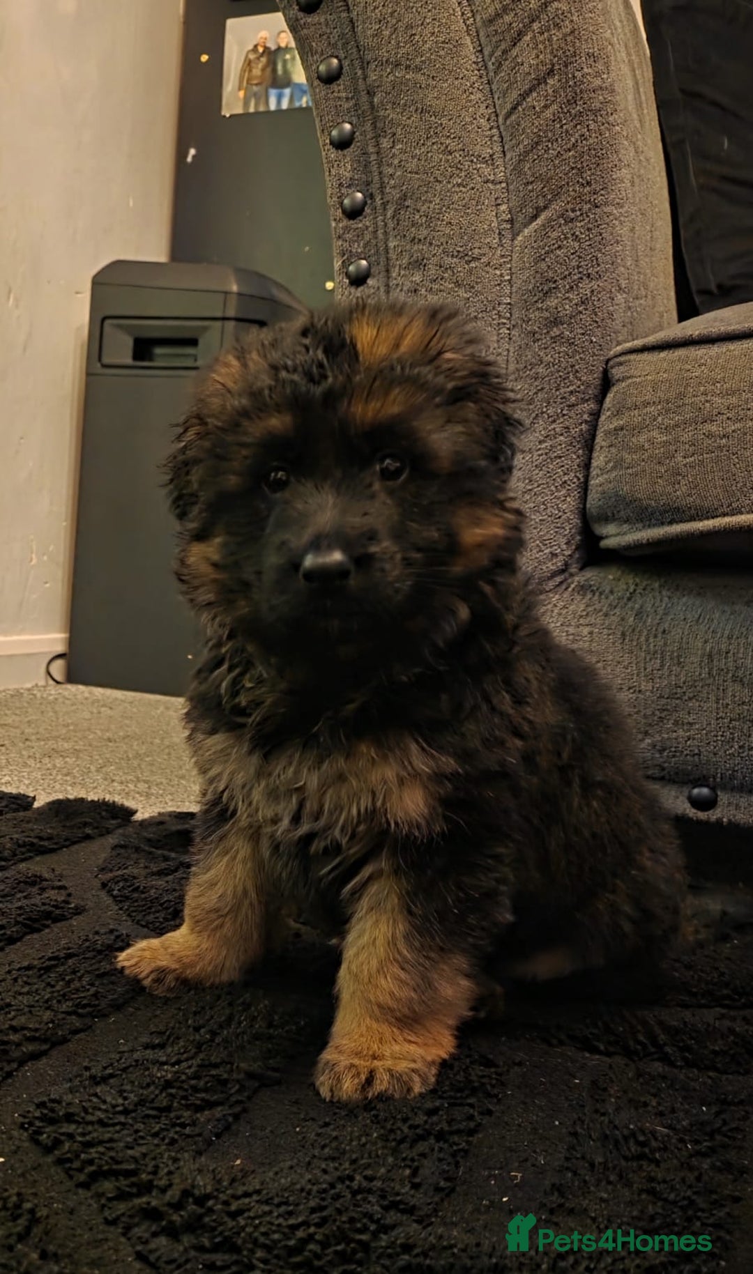 German Shepherd dogs for sale: German Shepherd Puppy For Sale  - Advert 3