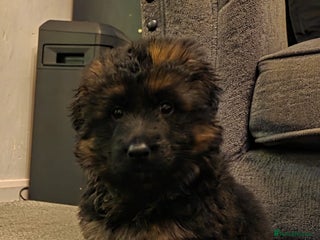 German Shepherd dogs German Shepherd Puppy For Sale - Advert 1