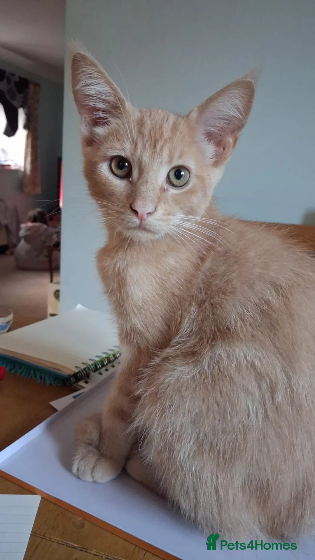 Mixed Breed cats for sale: Beautiful,playful maine coon cross kitten for sale - Advert 3