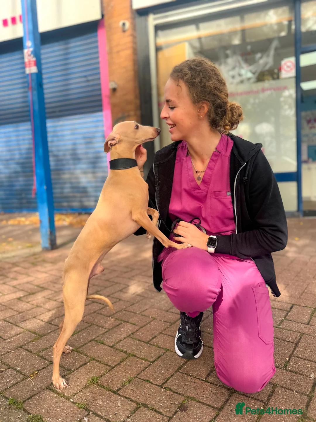 Italian Greyhound dogs for stud: Romeo italian greyhound Russian Import for stud  in Liverpool - Advert 2