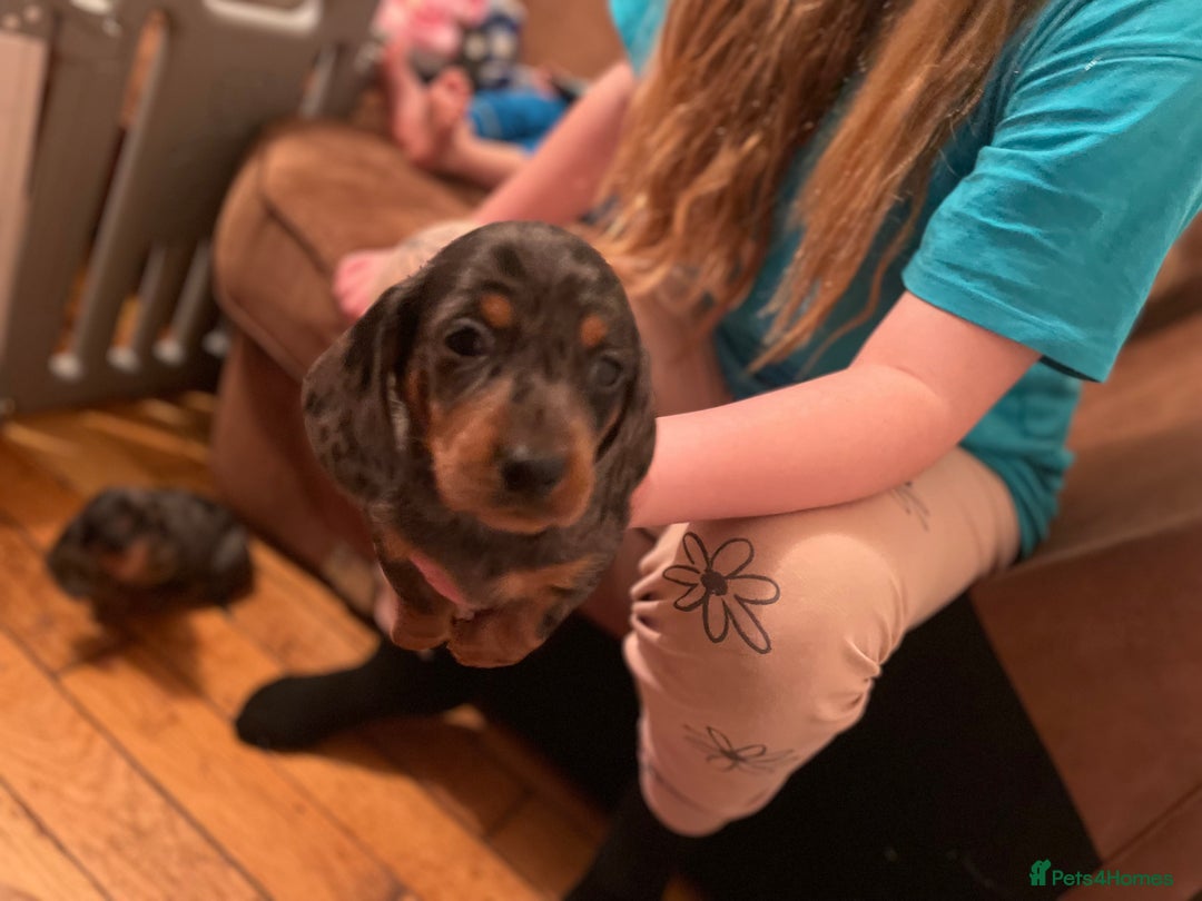 Miniature Dachshund dogs for sale: Miniature dachshund puppies - Image 9