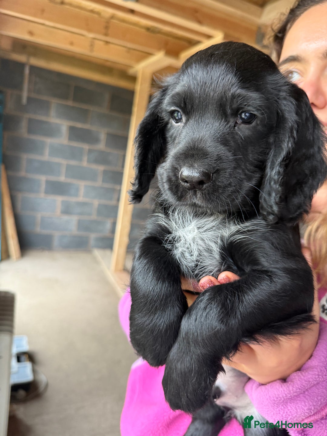 Cocker Spaniel dogs for sale: Cocker Spaniels  - Image 4