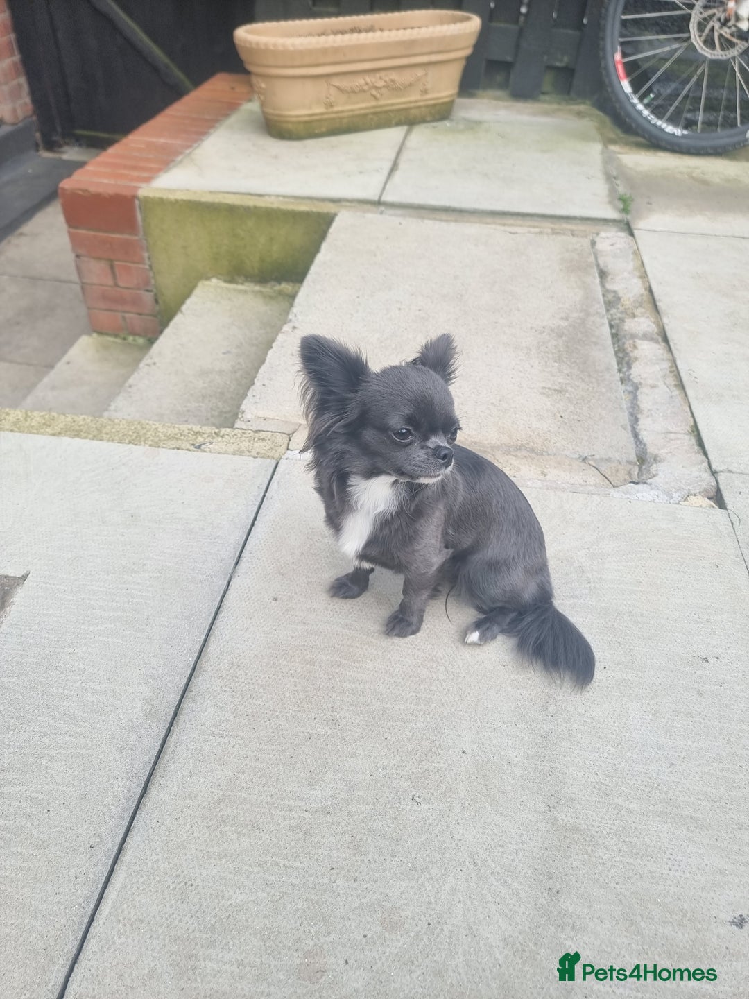 Chihuahua dogs for sale: Chihuahua puppies  - Advert 3