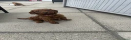 Cavapoo dogs for sale: Beautiful f1b red Cavapoo puppies    - Advert 25