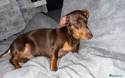 Chiweenie dogs for sale: 2 Male Puppies - Advert 1