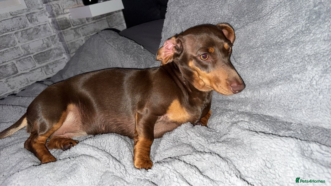 Chiweenie dogs for sale: 2 Male Puppies - Advert 1