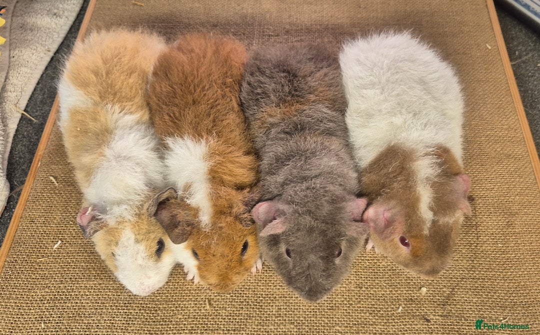 Guinea Pig rodents for sale: Baby male teddy guinea pigs ready September 1st - Image 7
