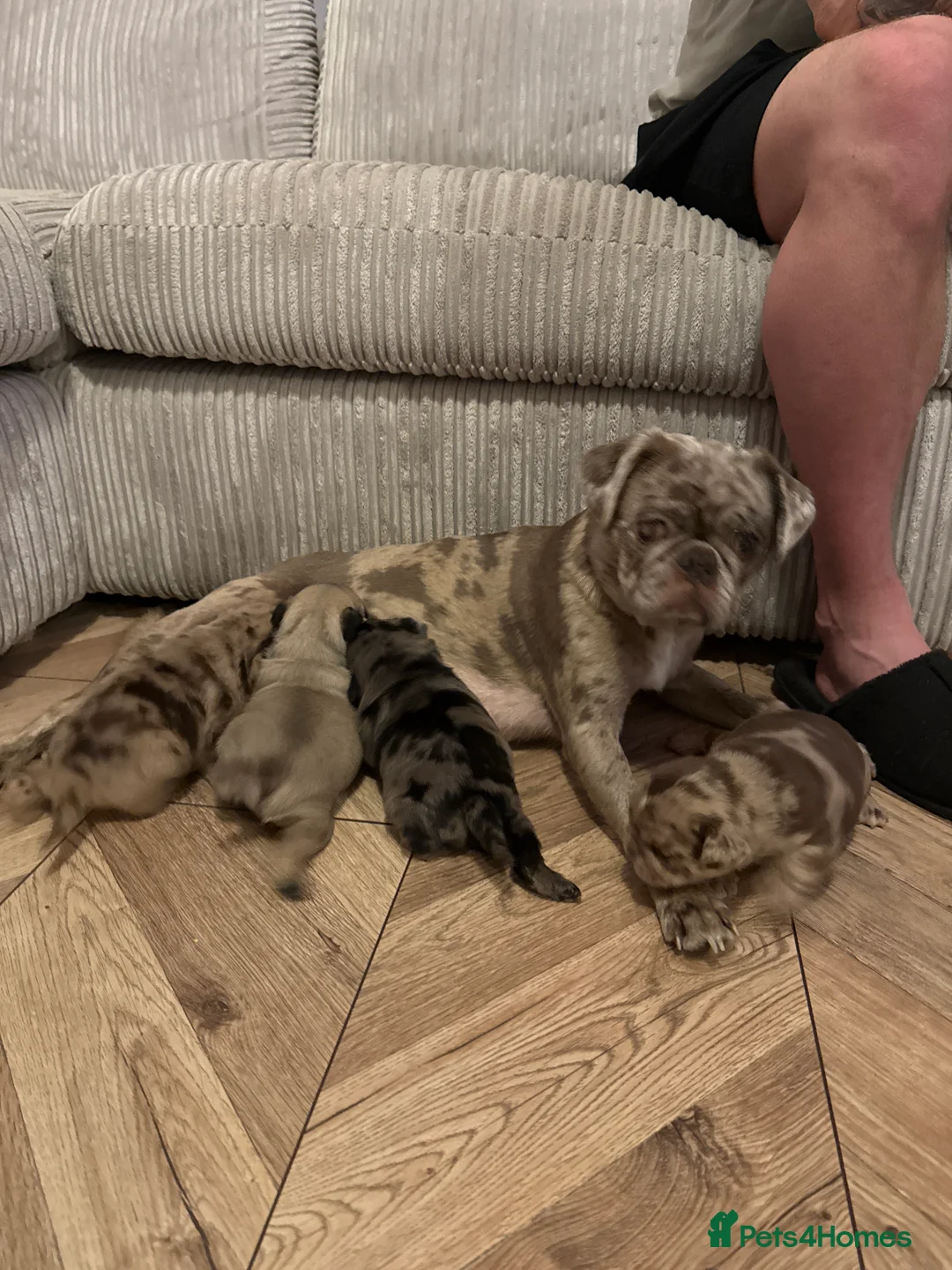 Pug dogs for sale: Merle pugs  - Advert 6