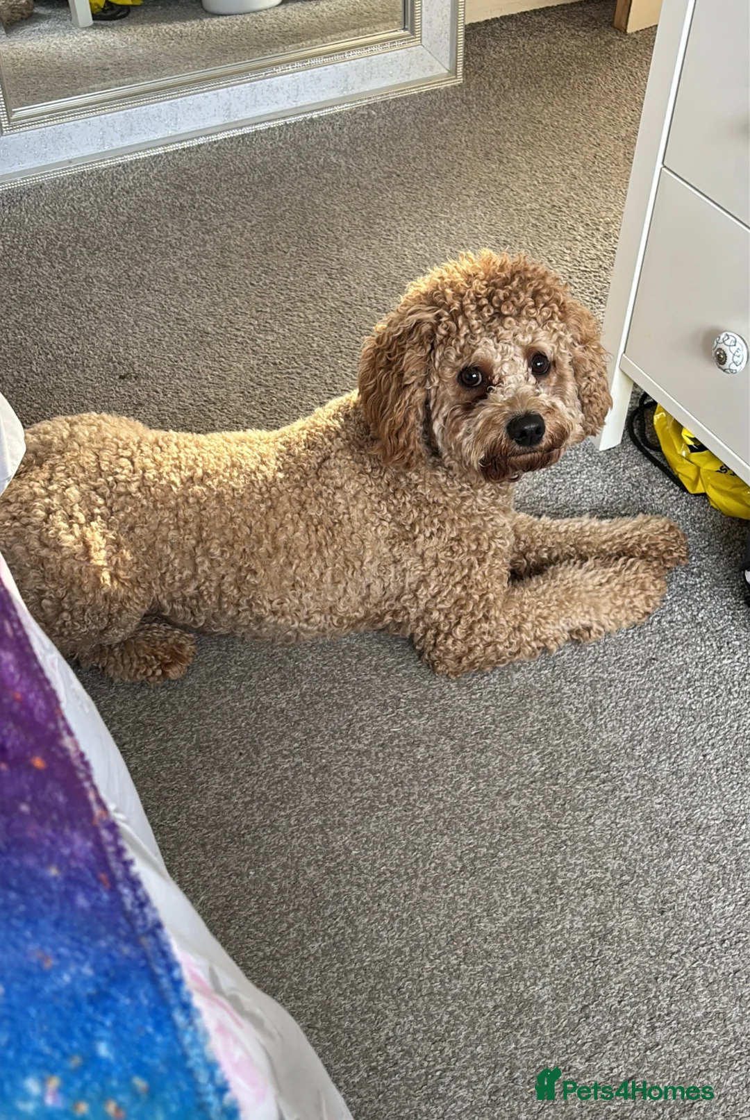 Cavapoochon dogs for sale: Benji 2 year old cavapoochon - Advert 2