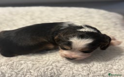 Cocker Spaniel dogs for sale: 6 Cocker Spaniel puppies for sale - Advert 24