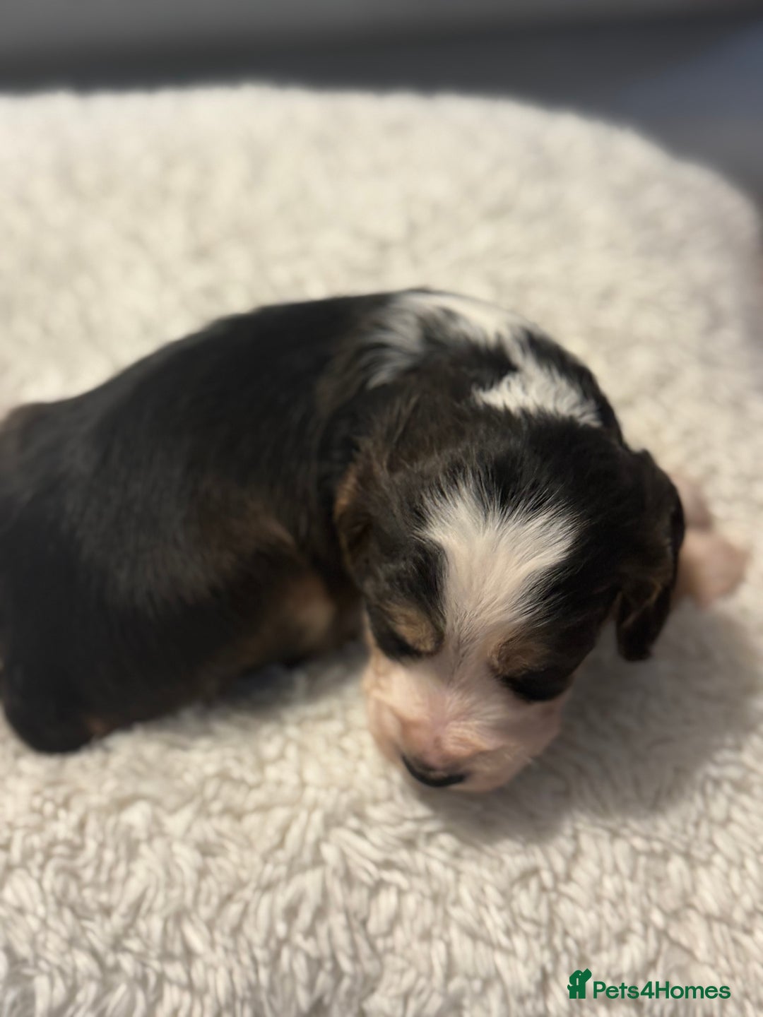 Cocker Spaniel dogs for sale: 6 Cocker Spaniel puppies for sale - Advert 24