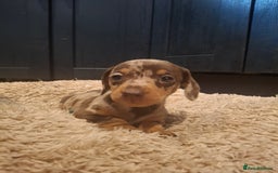 Miniature Dachshund dogs for sale: Miniature smooth haired dachshund  - Image 8