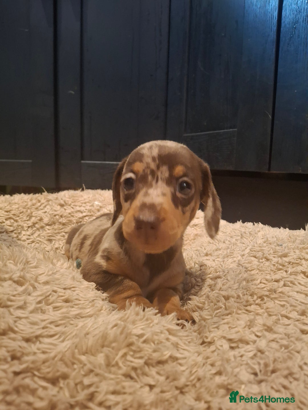 Miniature Dachshund dogs for sale: Miniature smooth haired dachshund  - Image 8