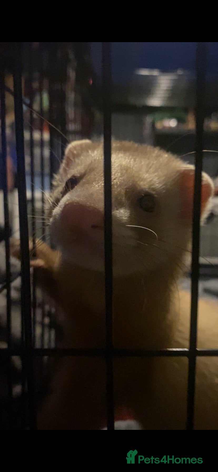 Ferret rodents 15 week old male ferret  - Advert 2