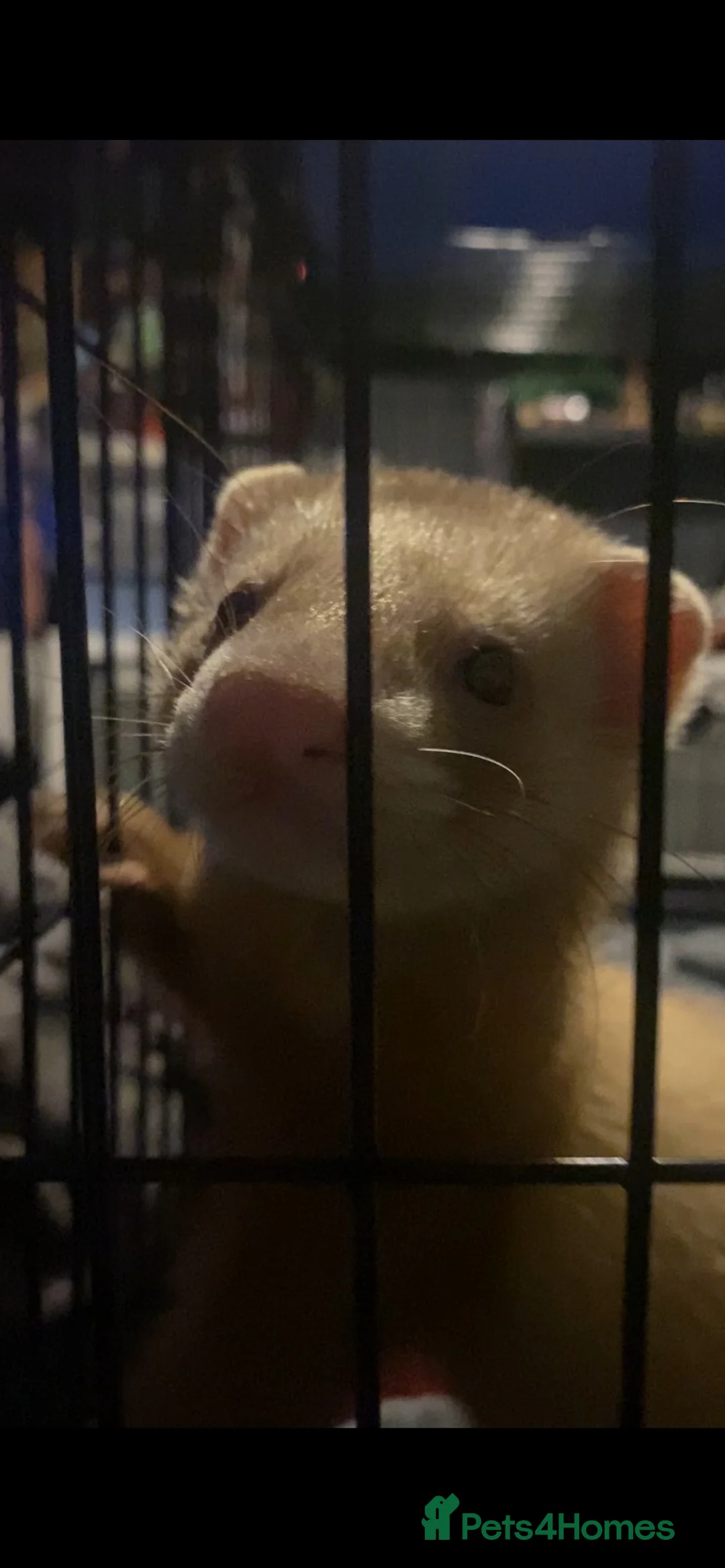 Ferret rodents for sale: 15 week old male ferret  in Nottingham - Advert 1