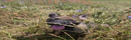 German Shepherd dogs for sale: Working line german shepherd puppies - Advert 21