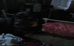 Rottweiler dogs for sale: Adult rottweiler for sale - Image 2