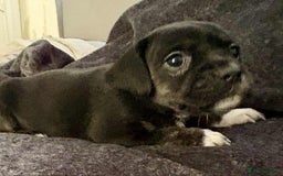 Mixed Breed dogs for sale: Beautiful Frenchie cross dachshund puppies   - Image 4
