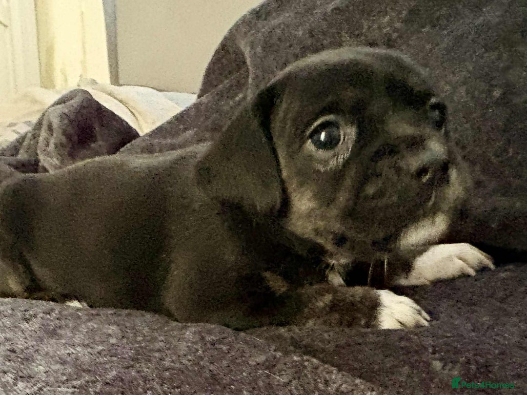 Mixed Breed dogs for sale: Beautiful Frenchie cross dachshund puppies   - Image 4