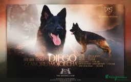 German Shepherd dogs for sale: GERMAN SHEPHERD PUPPIES - Image 5