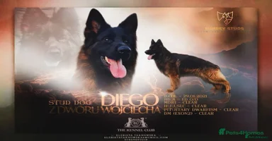 German Shepherd dogs - Advert 7