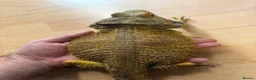 Bearded Dragon reptiles for sale: Beautiful Baby Bearded Dragons Available - Advert 14