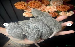 Rat rodents for sale: 🐭Dumbo Rex & Straight Coat Rats Available 🐭 - Image 1