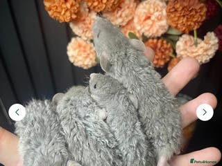 Rat rodents JAN 26’ UPDATE! 🐭Dumbo Rex & Straight Coat Rats🐭 - Advert 2