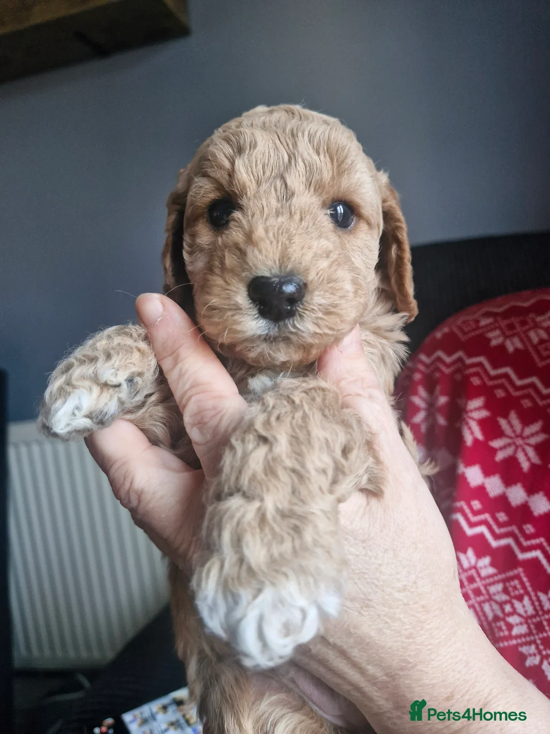 Cockapoo dogs for sale: F1B cockapoo puppies - Advert 1