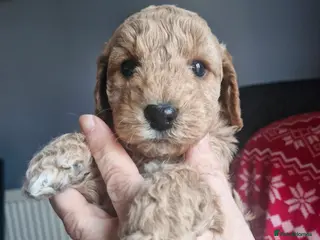 Cockapoo dogs F1B cockapoo puppies - Advert 1