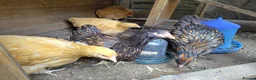 Chickens poultry for sale: Pair of young gold laced Orpingtons - Advert 6