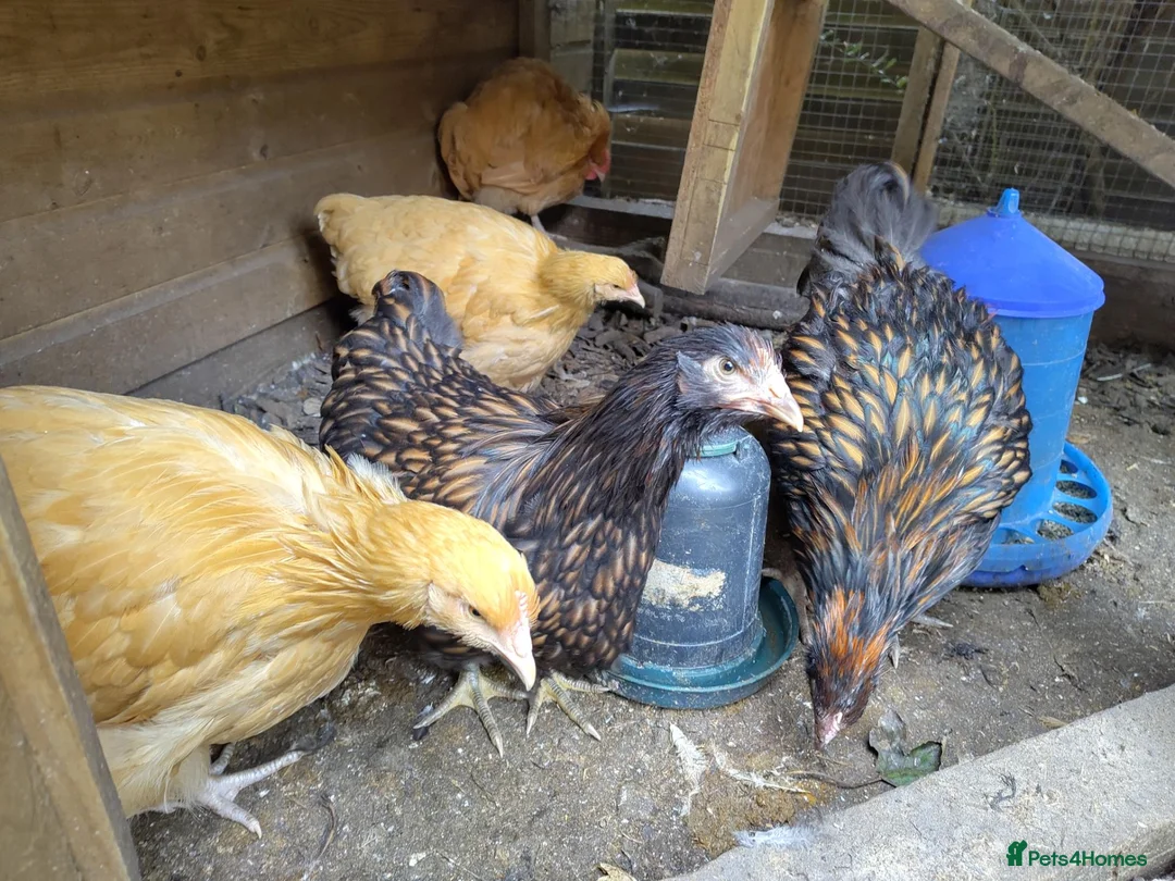 Chickens poultry for sale: Pair of young gold laced Orpingtons - Advert 6