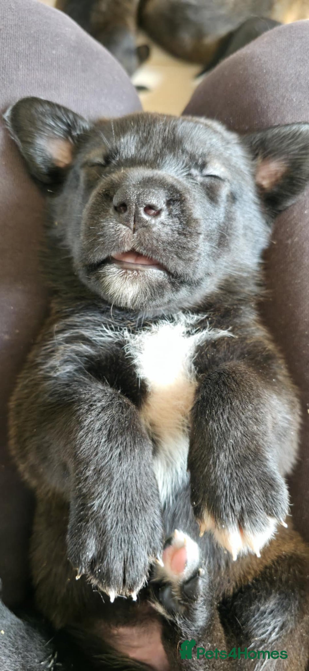 Mixed Breed dogs for sale: Mastiff x Rottweiler  - Image 15