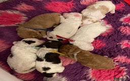 Toy Poodle dogs for stud: Stunning playful Parti Toy Poodle at Stud in Cannock - Image 21