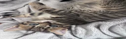 Mixed Breed cats for sale: 🐾 ✨ Kittens ready this weekend 🧡💛 - Advert 17