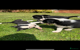 Border Collie dogs for sale: Gorgeous Border Collie Puppies  - Image 10