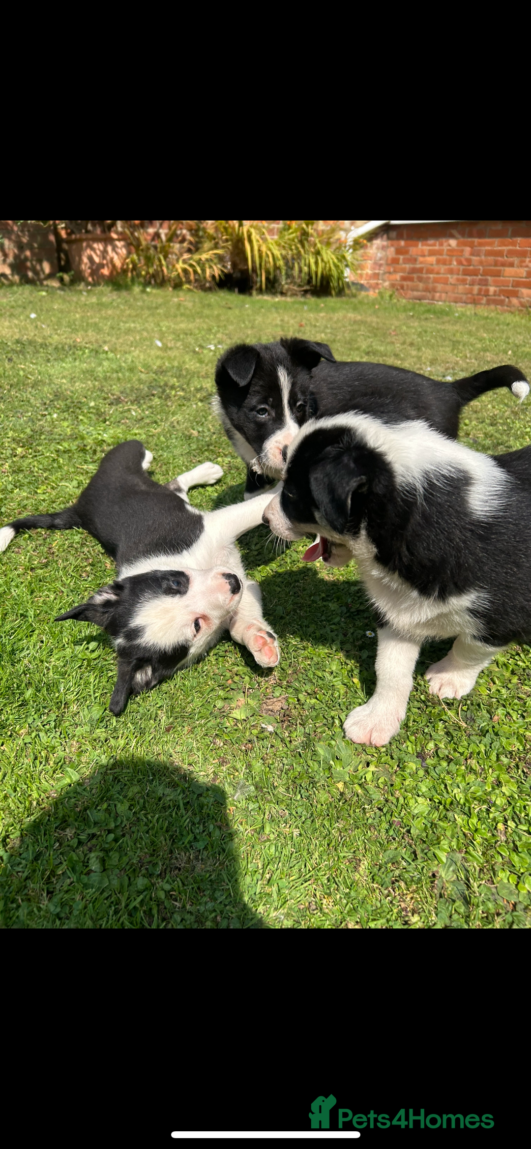 Border Collie dogs for sale: Gorgeous Border Collie Puppies  - Image 10