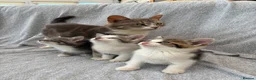 Mixed Breed cats for sale: Gorgeous kittens for sale - Advert 2