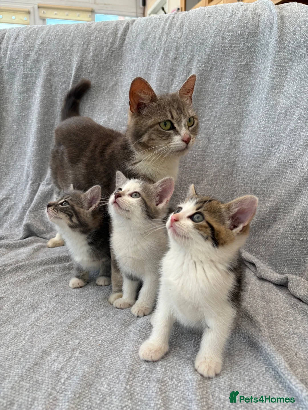 Mixed Breed cats for sale: Gorgeous kittens for sale - Advert 2