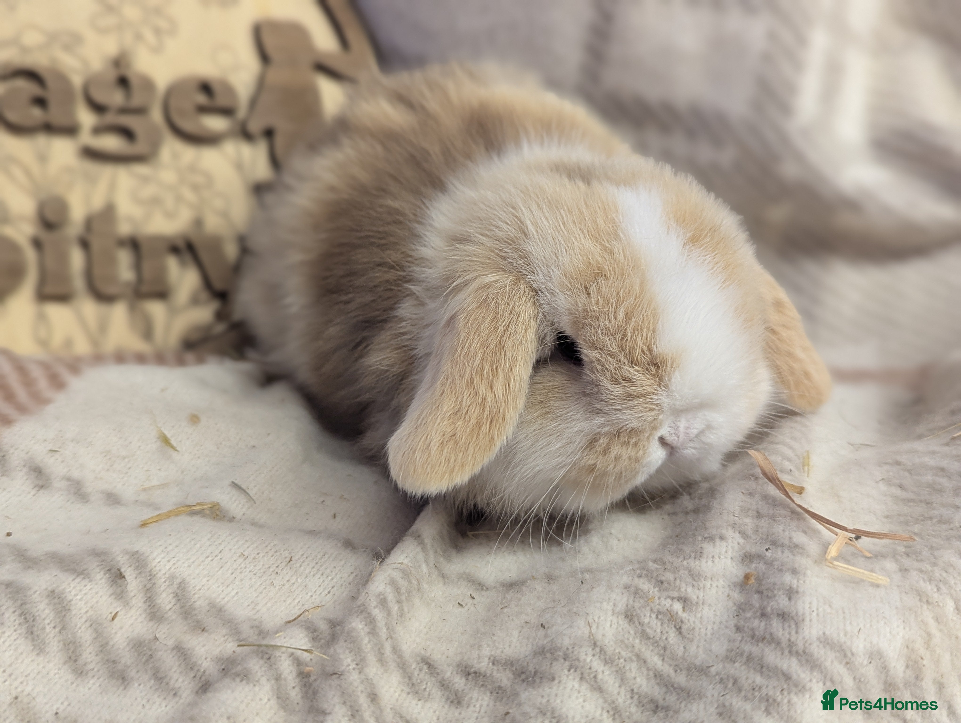 Mini Lop rabbits Mini lops boys - Advert 16