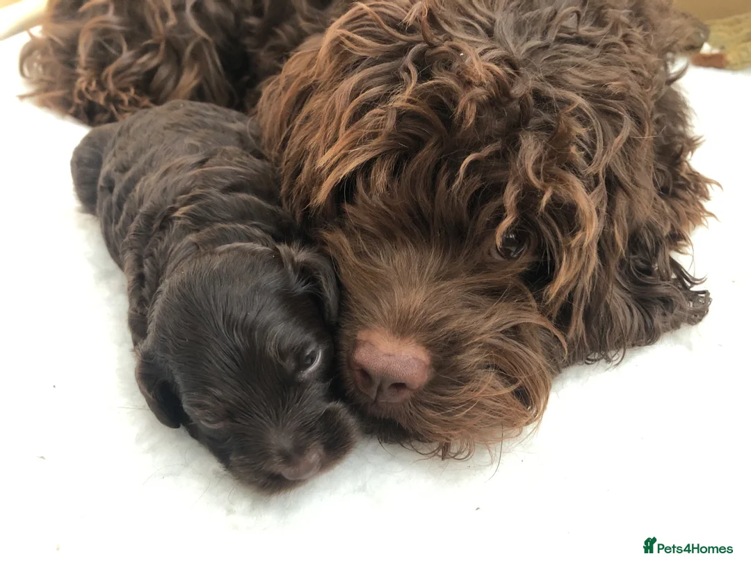 Cockapoo dogs for sale: F1b Cockapoo girl  - Advert 6